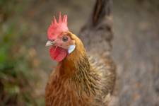 Soléa GUERINOT - SOLEA GUERINOT