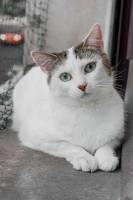 Soléa GUERINOT - SOLEA GUERINOT