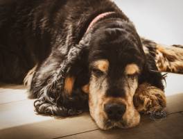 Annelise ROTH - Annelie R Photography