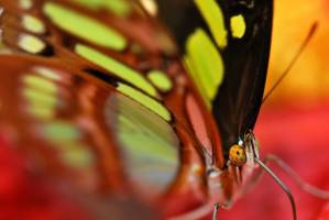 Pauline QUERU - Pauline Quéru